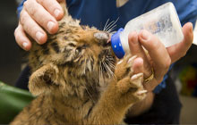 EBP Kent - Animal Care and Animal Management