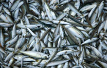 EBP Kent - Fisheries