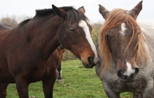 EBP Kent - Horse Care