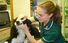 EBP Kent - Vetinary Nursing